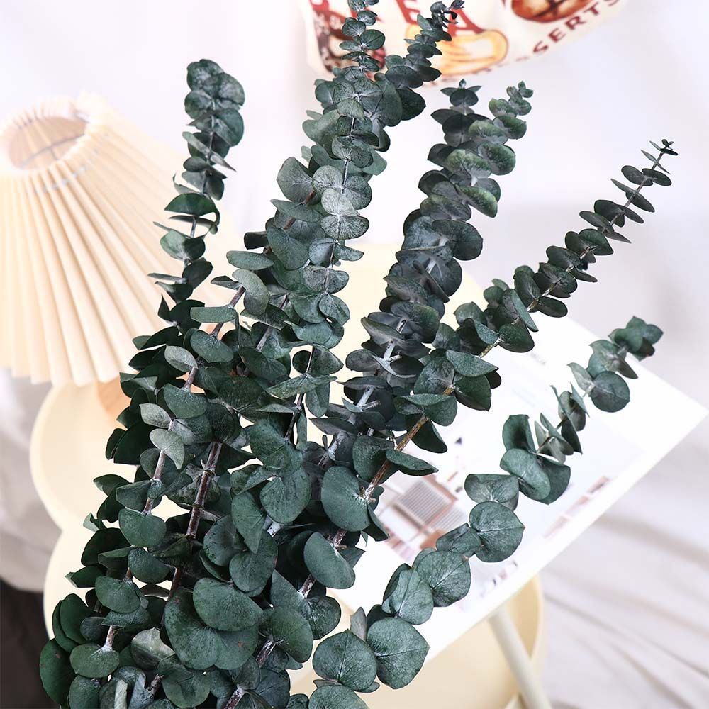 Eucalyptus Preserved - 10 шт. натуральных листьев эвкалипта, подвешенные