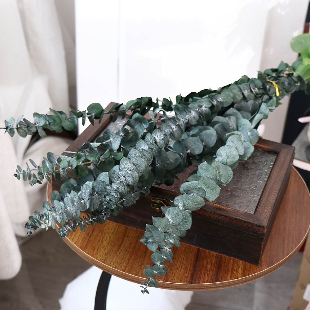 10 шт. натуральных листьев эвк – обзор и цена Eucalyptus Preserved